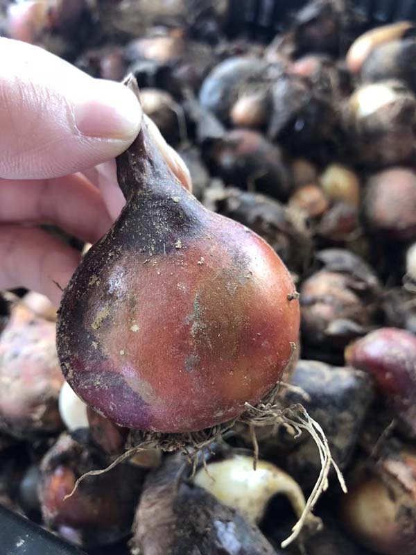 花卉植物郁金香种球种苗