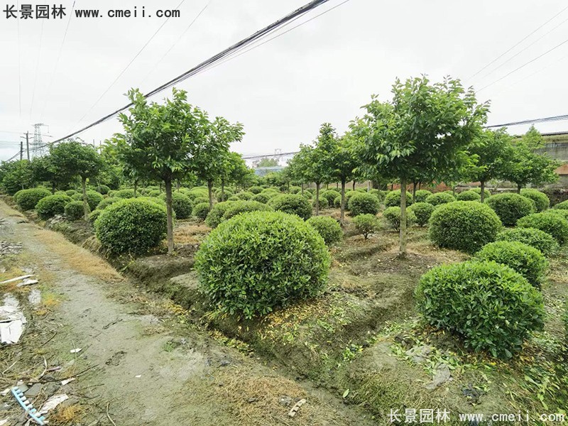 海桐球苗圃批发种植基地168体育
