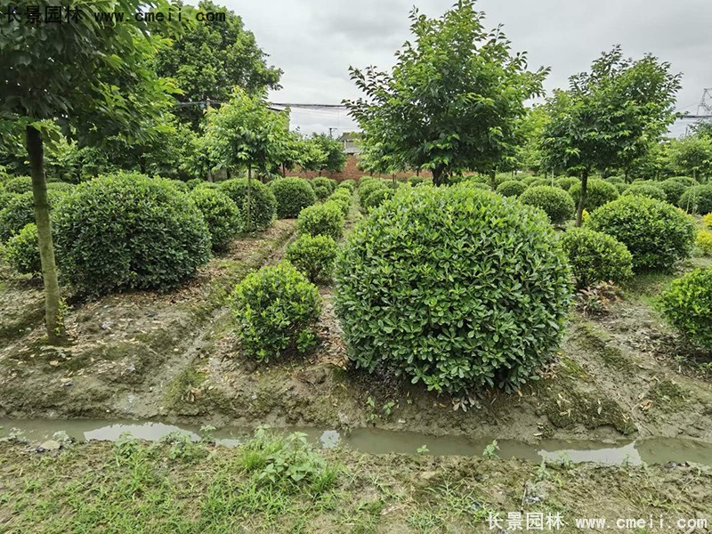 海桐球苗圃批发种植基地168体育
