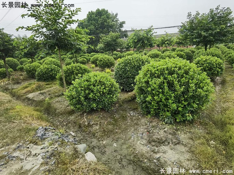 海桐球苗圃批发种植基地168体育
