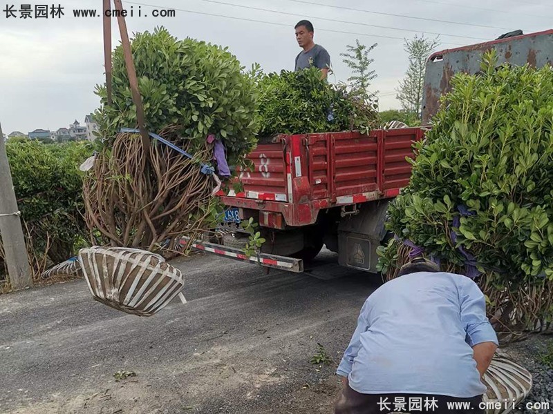 海桐球苗圃批发种植基地168体育
