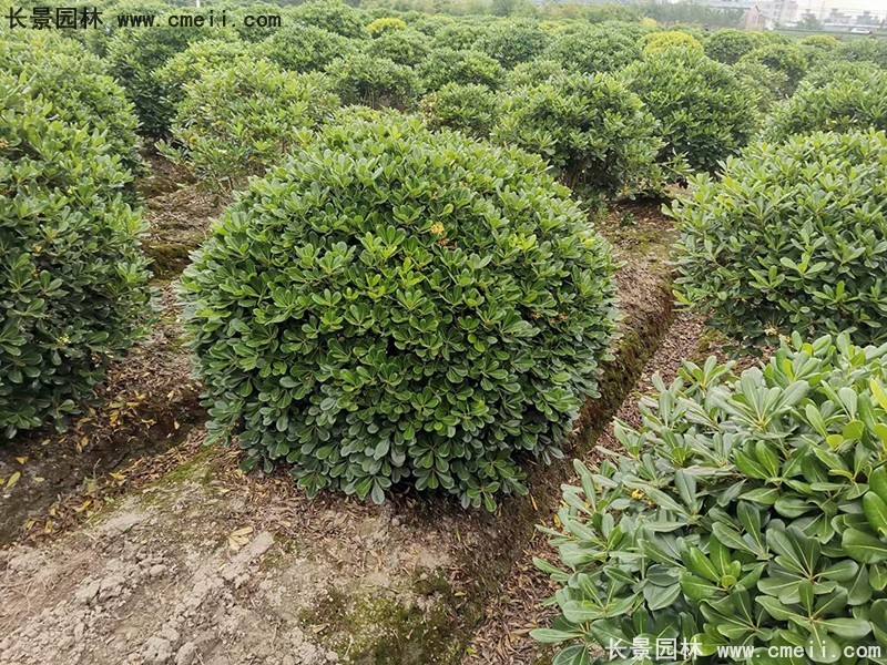 海桐球苗圃批发种植基地168体育
