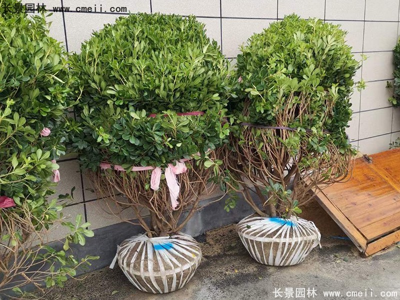 海桐球苗圃批发种植基地168体育
