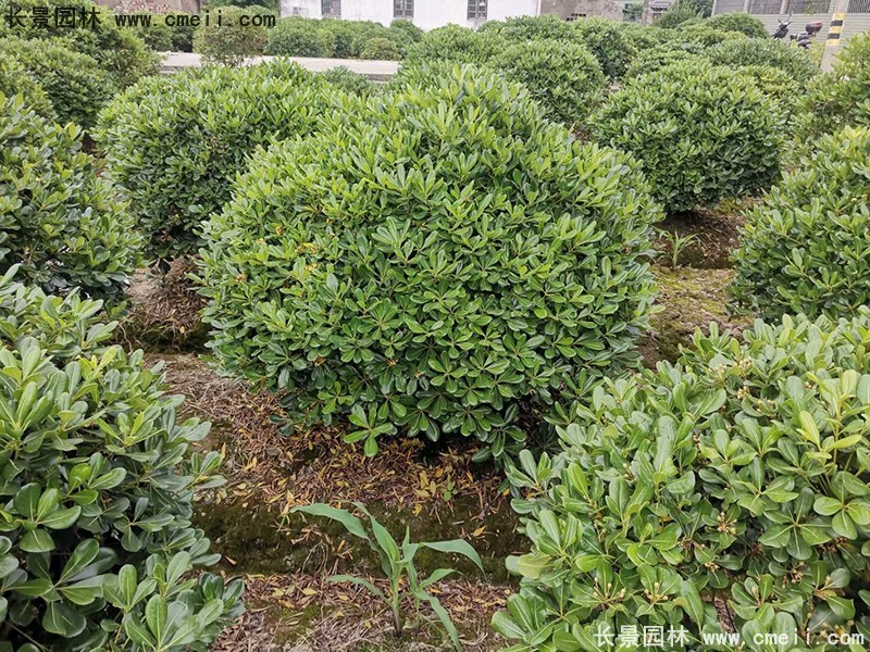 海桐球苗圃批发种植基地168体育
