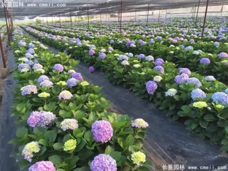 绣球花八仙花图片基地实拍