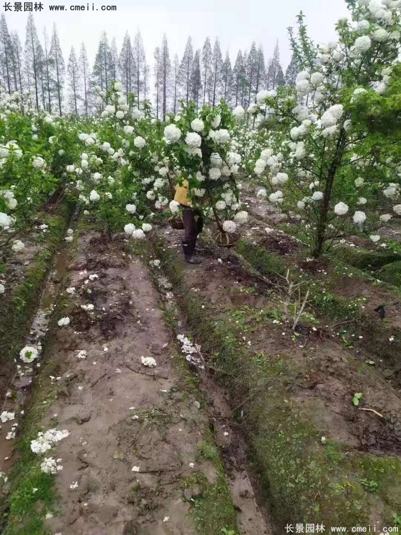 中华木绣球基地实拍图片