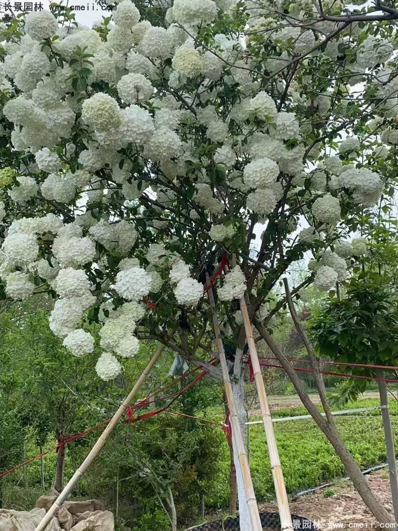 中华木绣球基地实拍图片