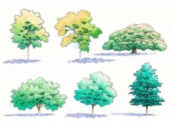 景观树修剪图片大全 在各个季节如何修剪