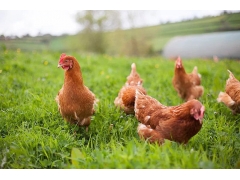 农村专门种的植物给鸡鸭吃的叫什么